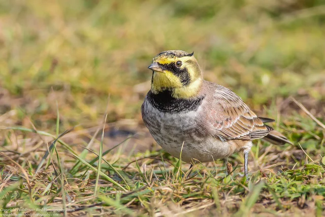 Shore Lark (Eremophila alpestris)