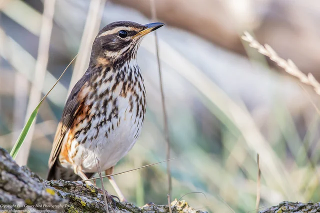 Redwing (Turdus iliacus)