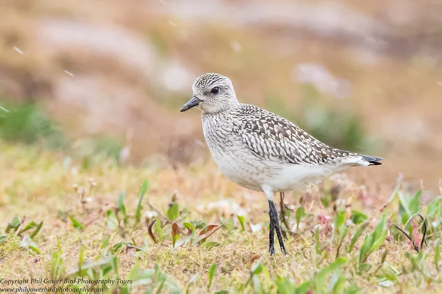 Grey Plover (Pluvialis squatarola)