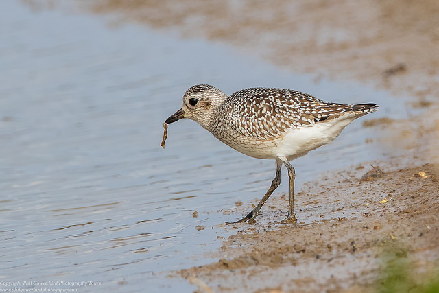 Grey Plover (Pluvialis squatarola)