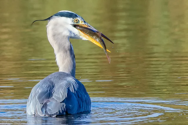 Grey Heron (Ardea cinerea)