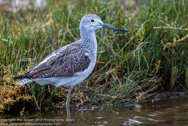 Greenshank (Tringa nebularia)
