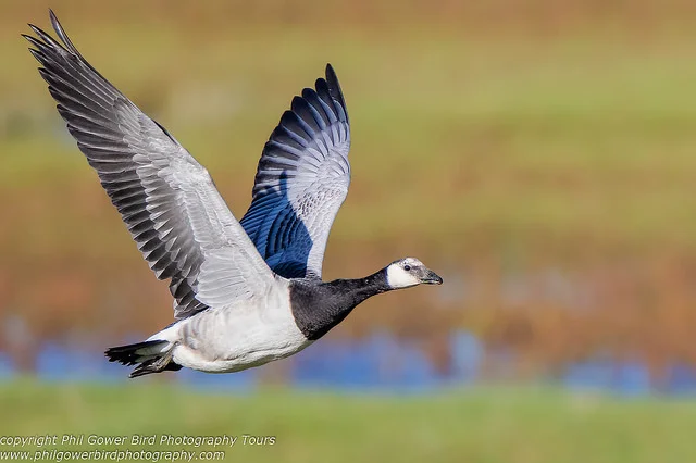 Barnacle Goose (Branta leucopsis)