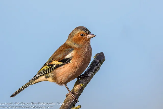 Chaffinch (Fringilla coelebs)