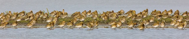 Golden Plover (Pluvialis apricaria)