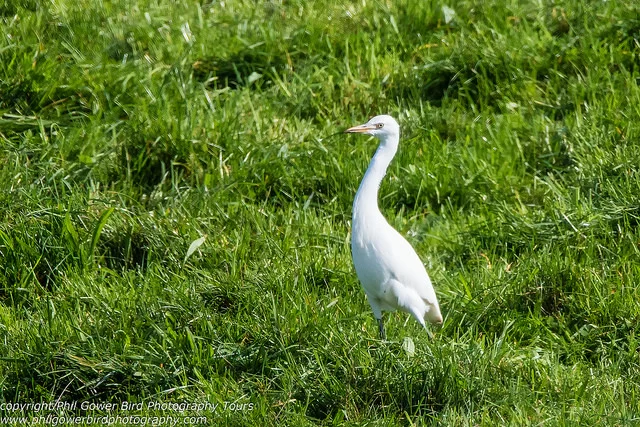 Cattle Egret (Lymnocryptes minimus)