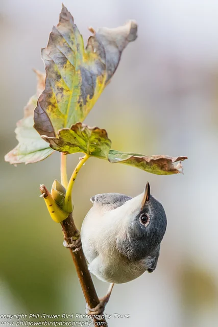 Subalpine Warbler (Sylvia cantillans)