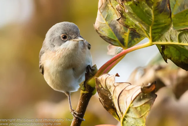 Subalpine Warbler (Sylvia cantillans)