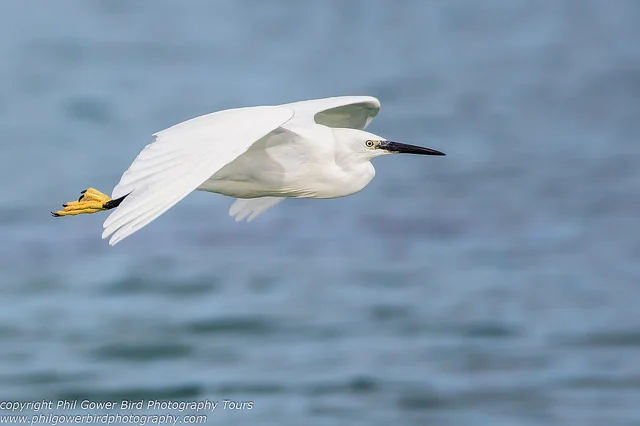 Little Egret (Egretta garzetta)