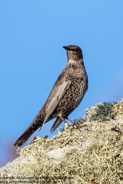 Ring Ouzel (Turdus torquatus)