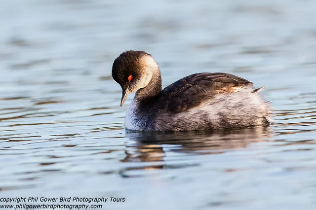 Black-necked Grebe (Podiceps nigricollis)