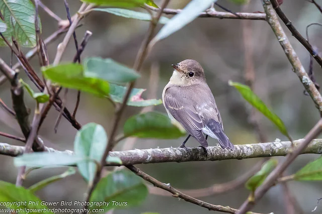 Red-breasted Flycatcher (Ficedula parva)
