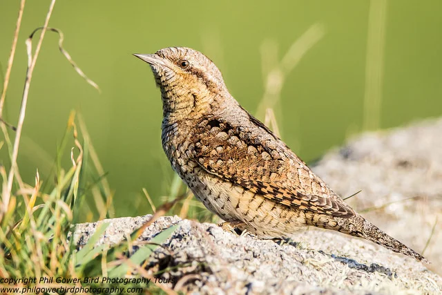 Wryneck (Jynx torquilla)