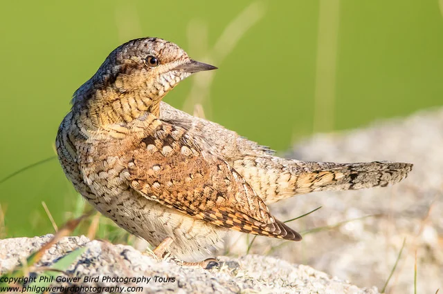 Wryneck (Jynx torquilla)