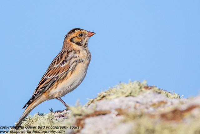 Lapland Bunting (Calcarius lapponicus)