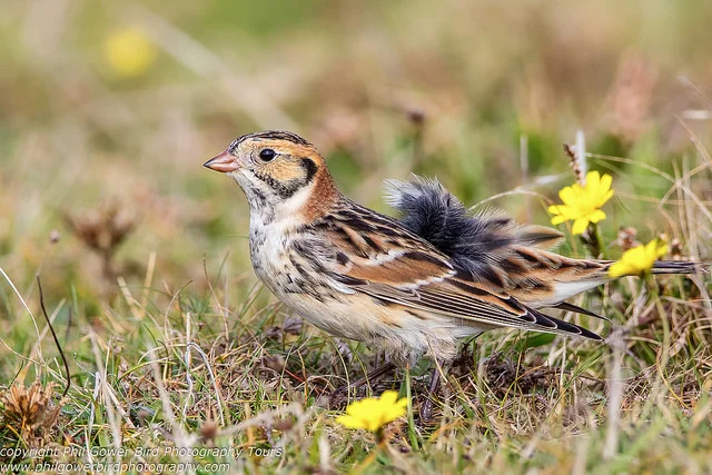 Lapland Bunting (Calcarius lapponicus)