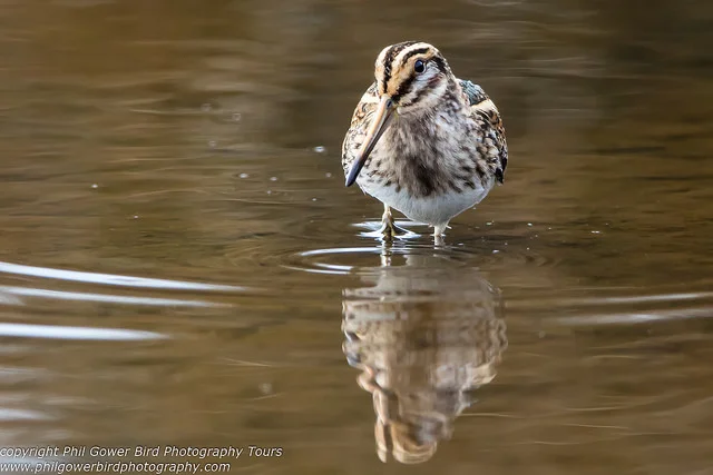 Jack Snipe (Lymnocryptes minimus)