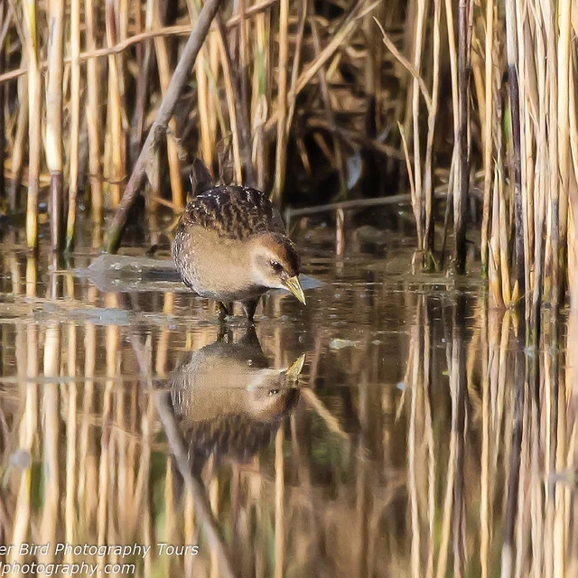 Sora (Porzana carolina)