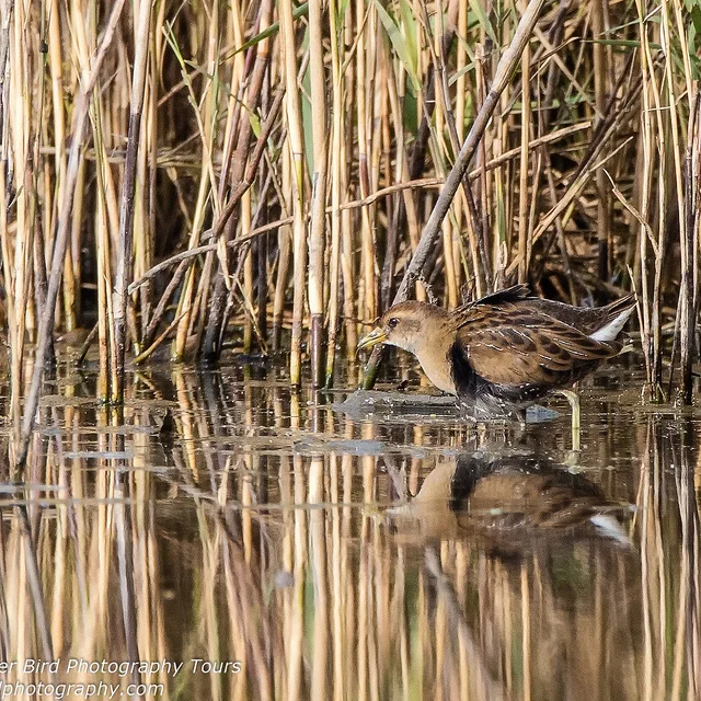 Sora (Porzana carolina)