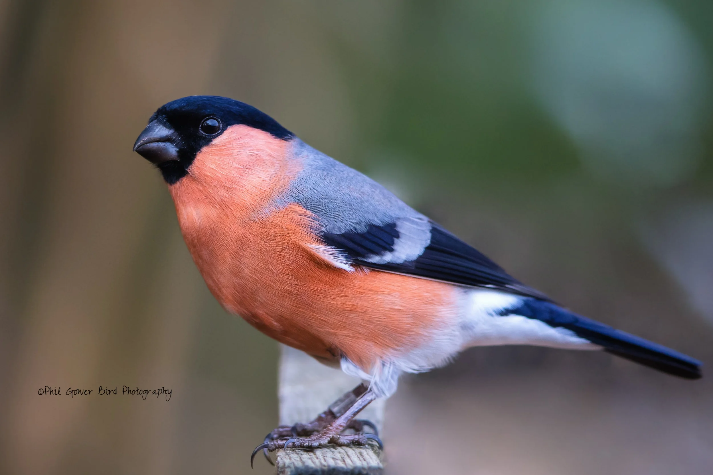 Bullfinch (Pyrrhula pyrrhula)
