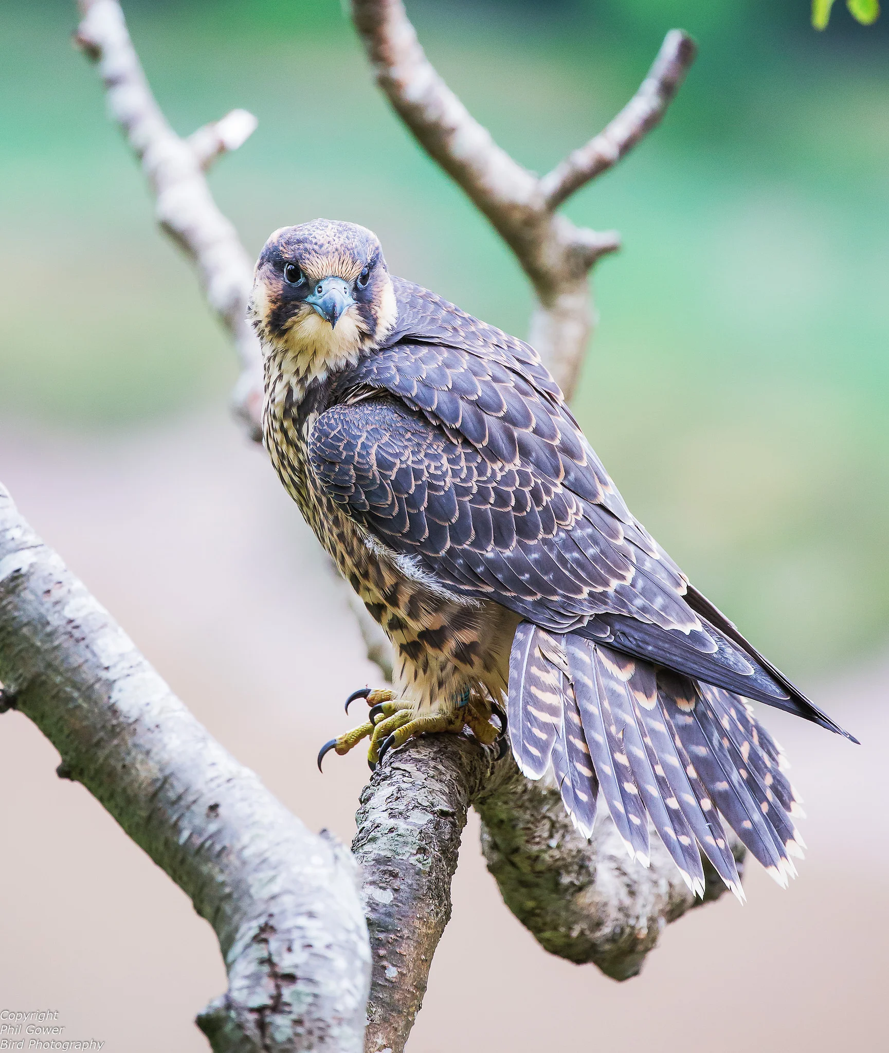 Peregrine (Falco peregrinus)