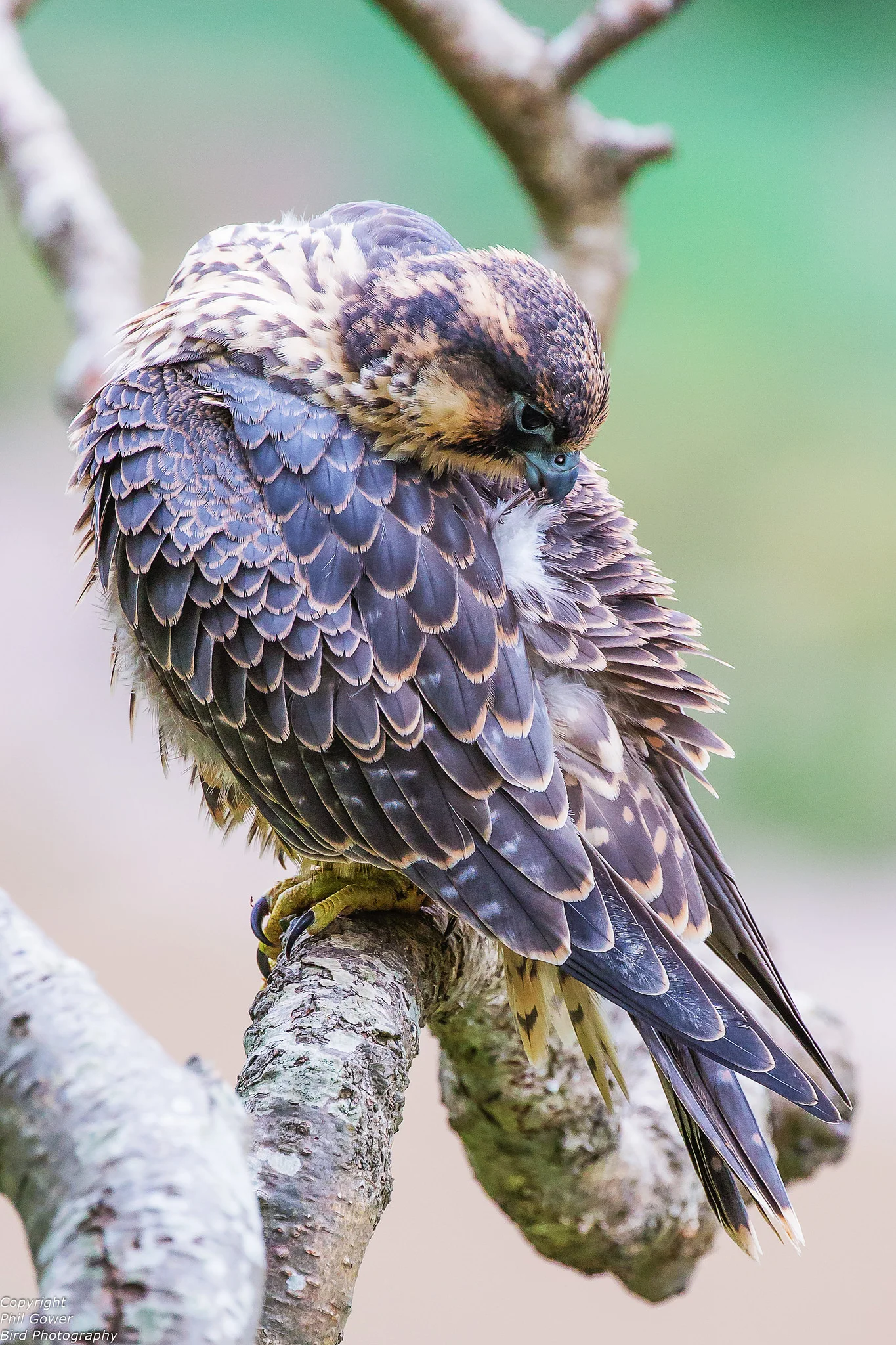 Peregrine (Falco peregrinus)