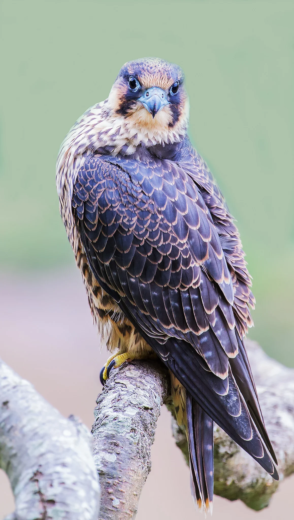 Peregrine (Falco peregrinus)