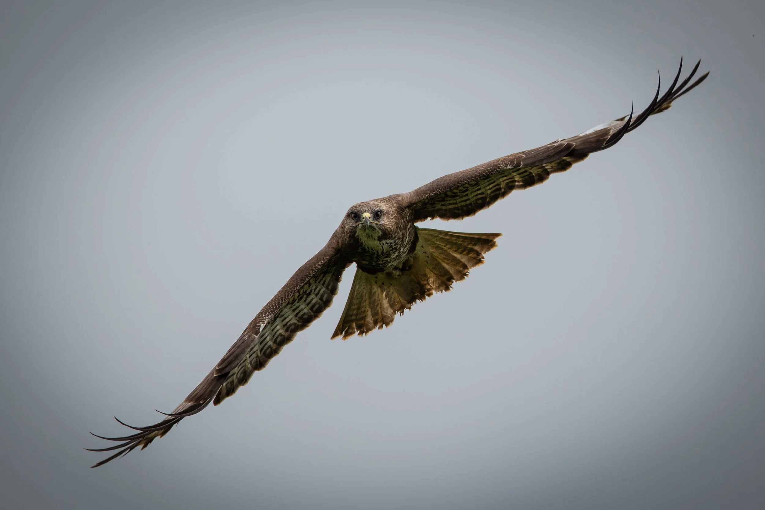 Buzzard (Buteo buteo)