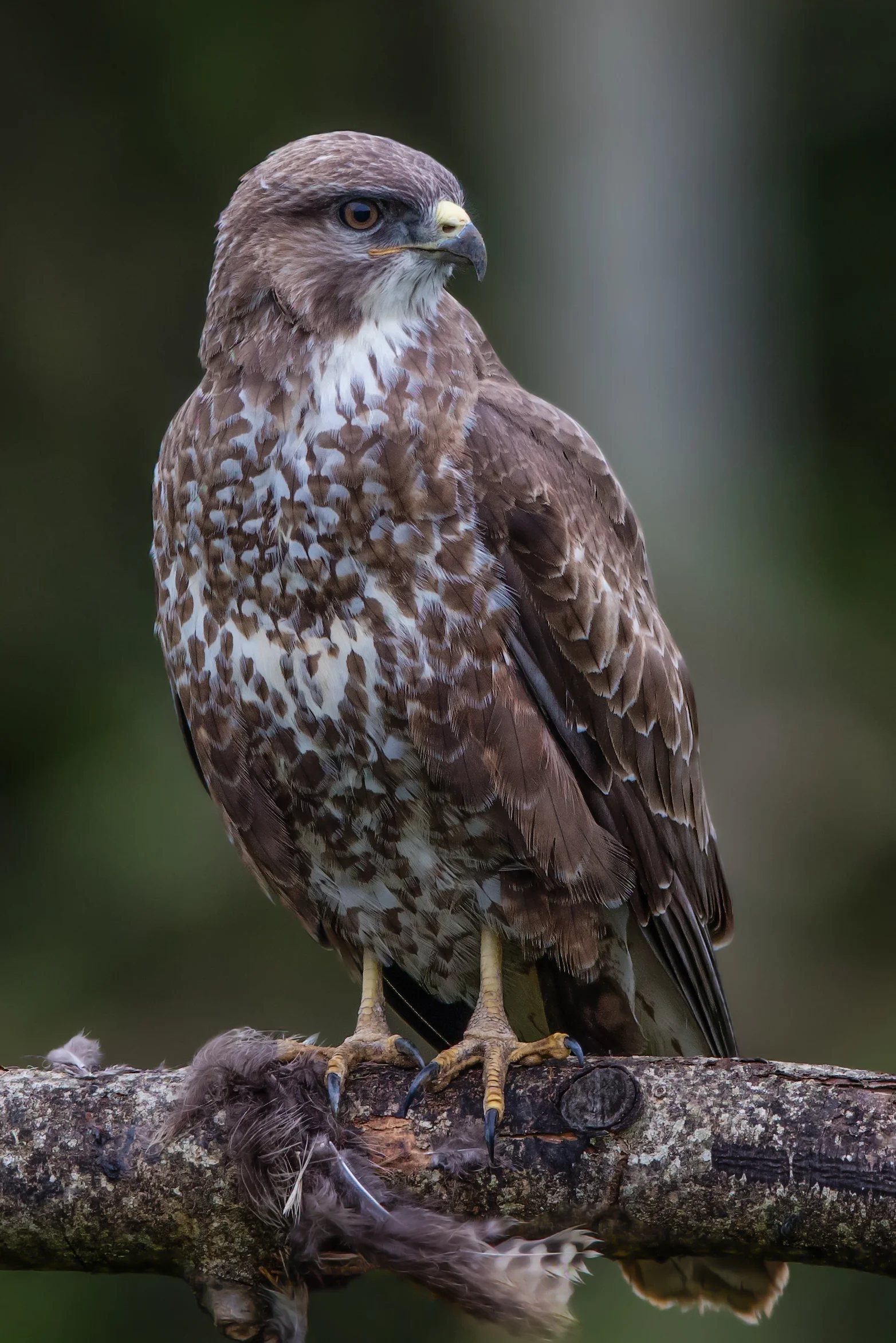 Buzzard (Buteo buteo)