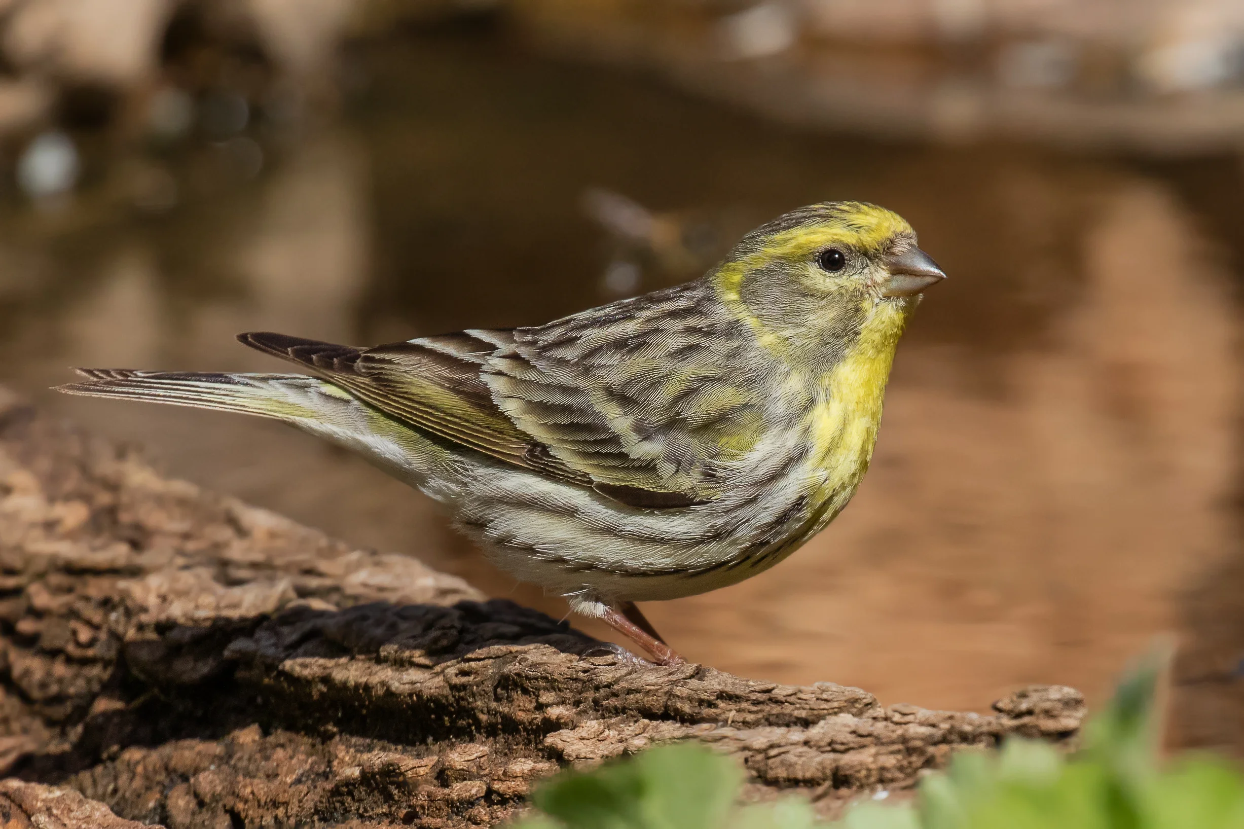 Serin (Serinus serinus)
