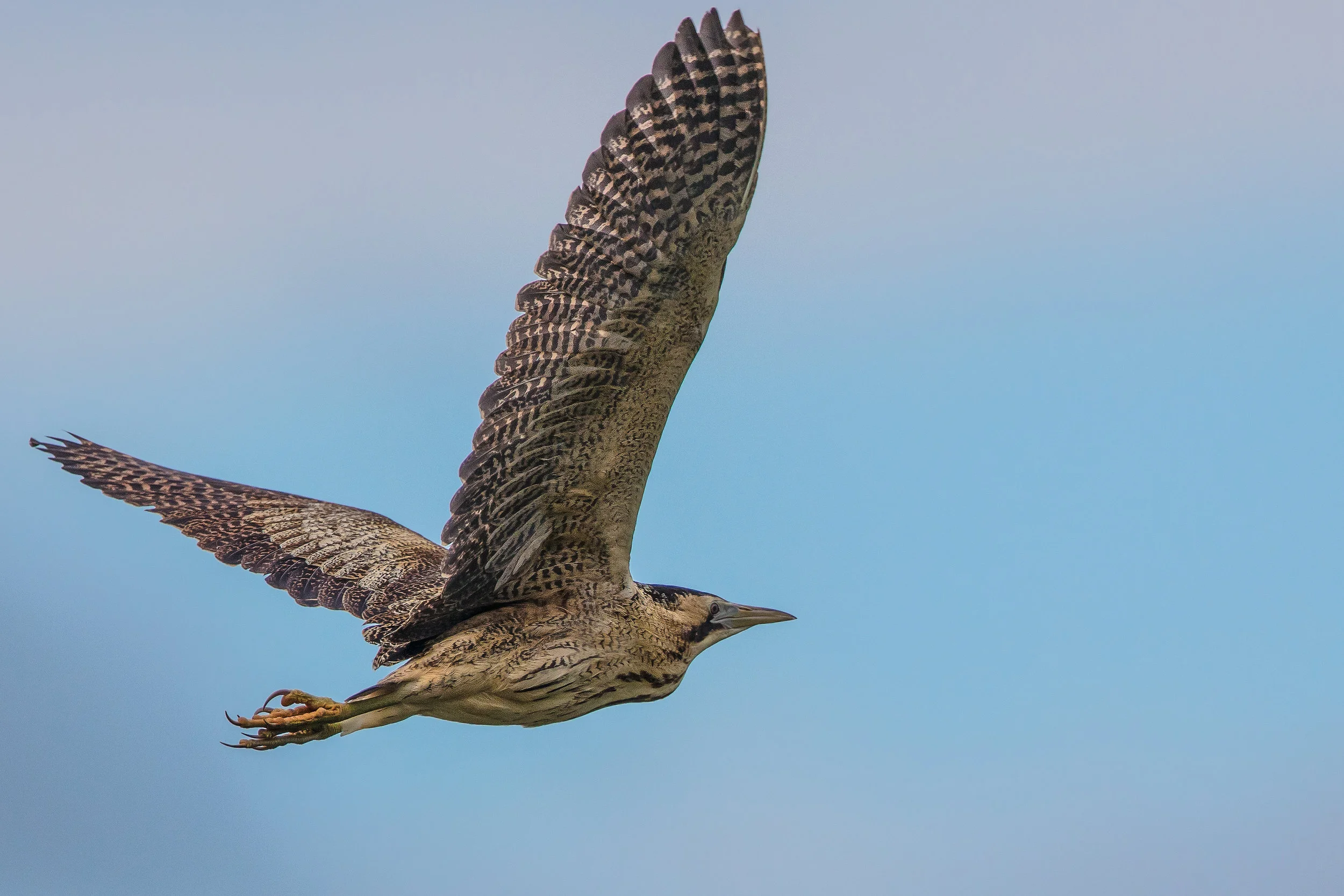 Bittern (Botaurus stellaris)