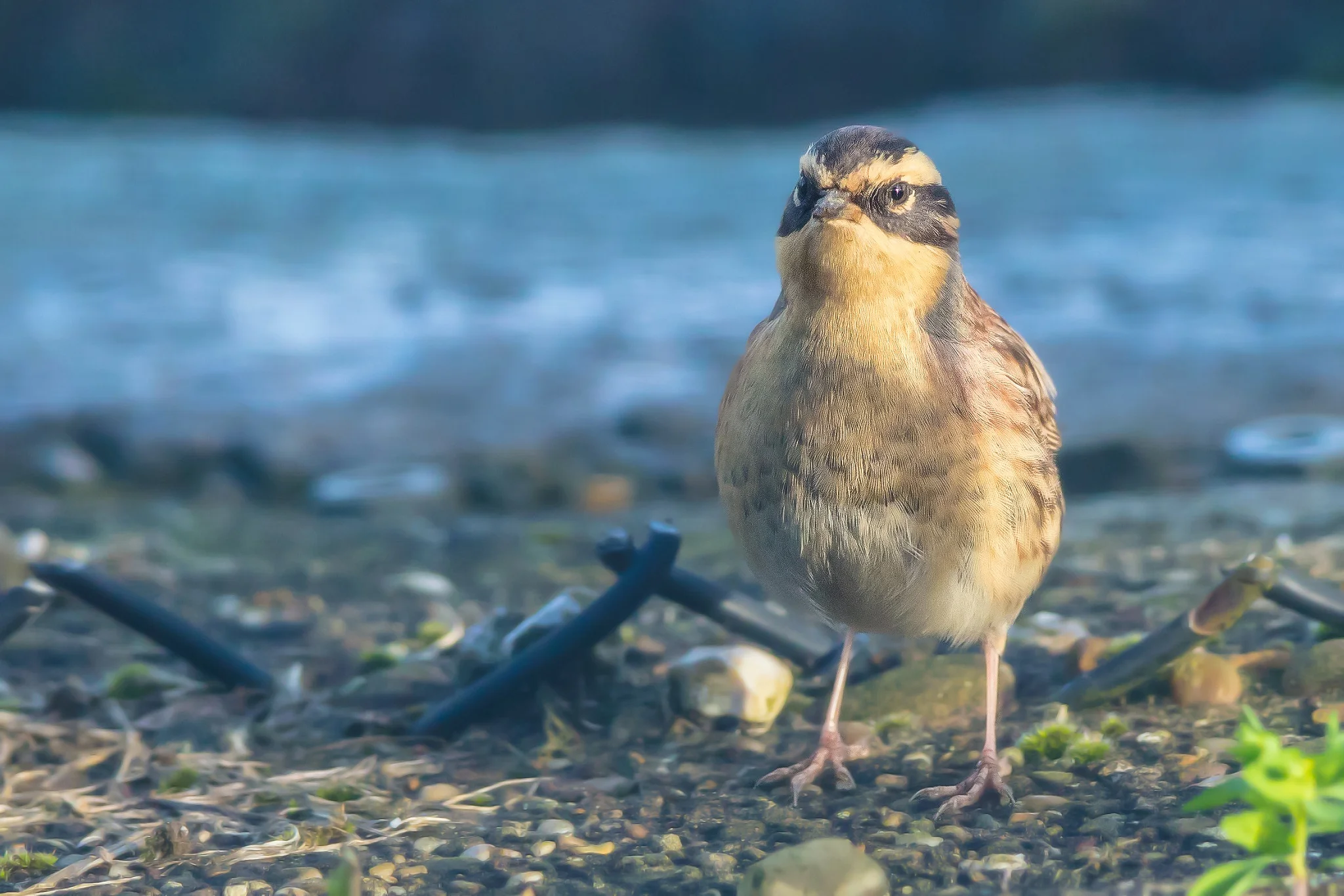 Siberian Accentor (Prunella montanella)