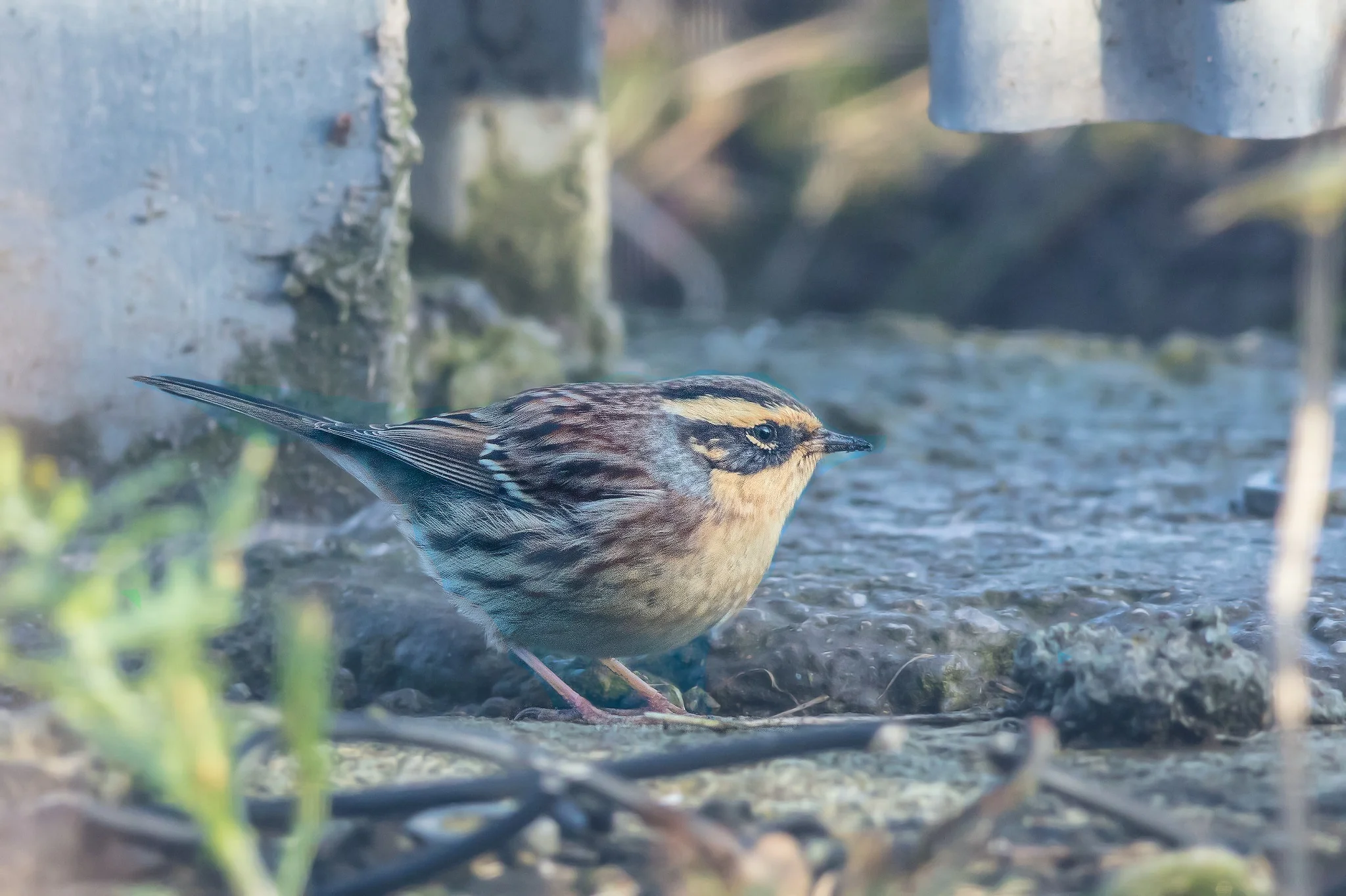 Siberian Accentor (Prunella montanella)