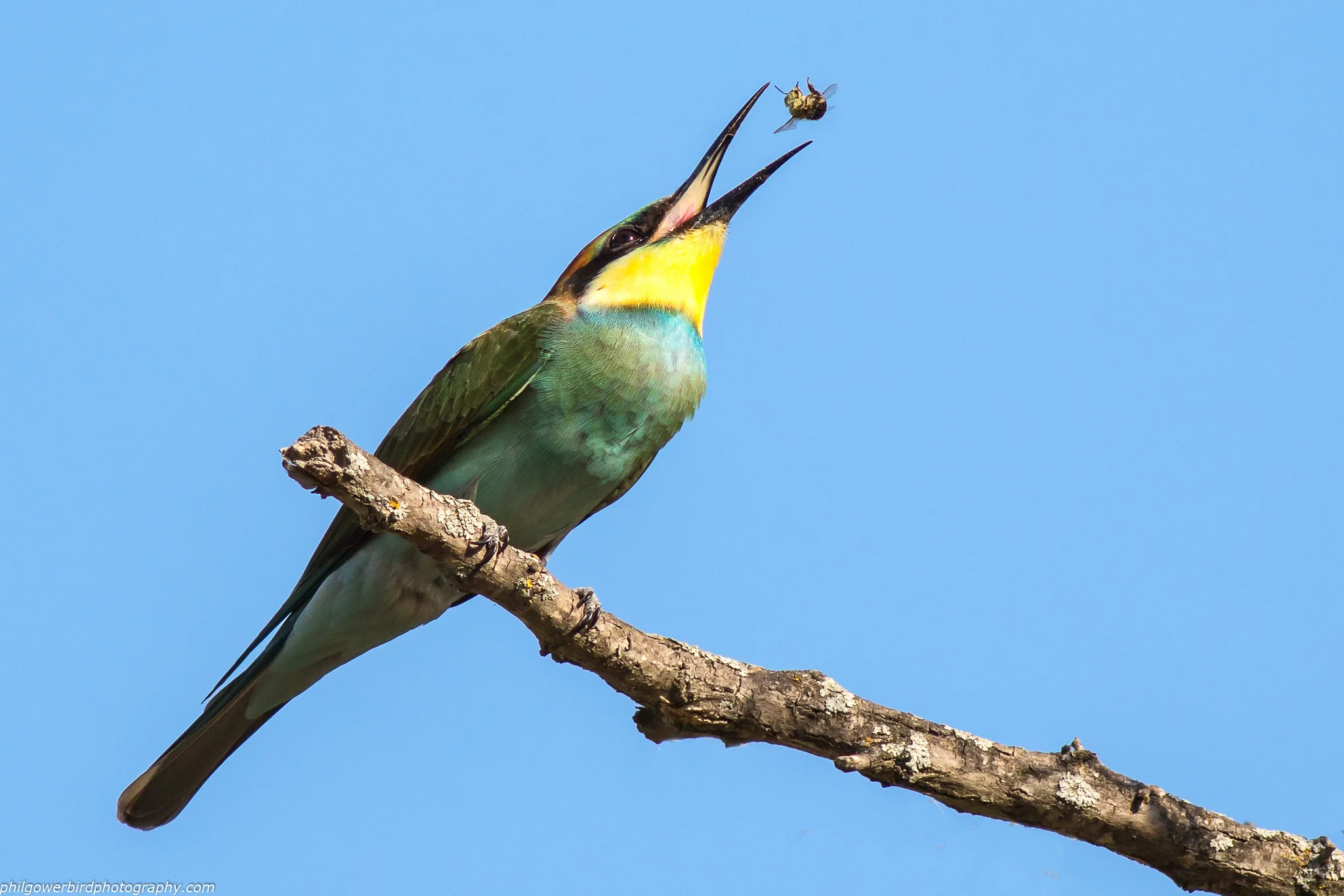 Bee Eater (Merops apiaster)