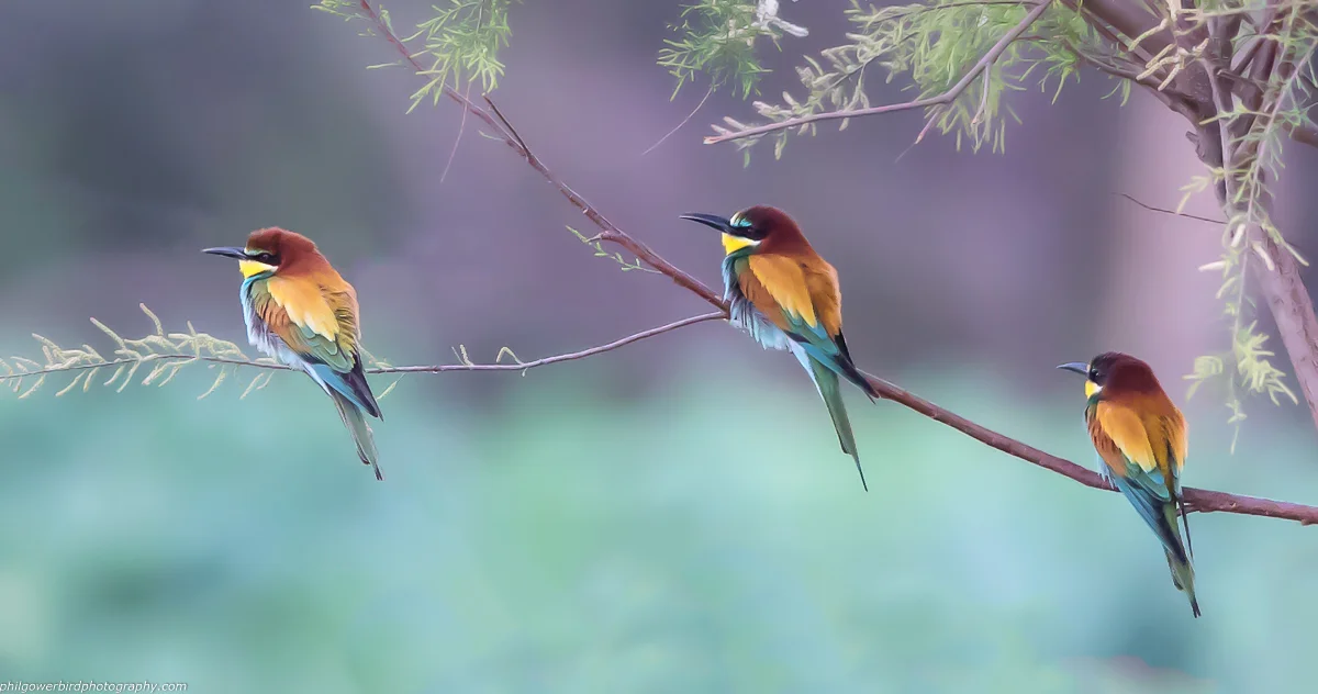 Bee Eater (Merops apiaster)