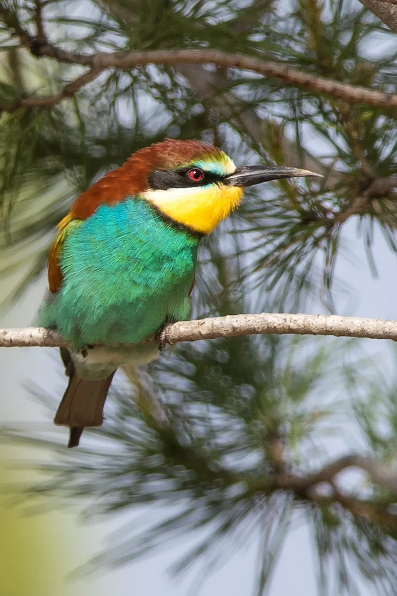 Bee Eater (Merops apiaster)