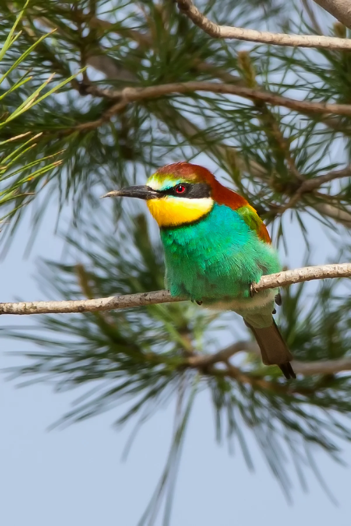 Bee Eater (Merops apiaster)