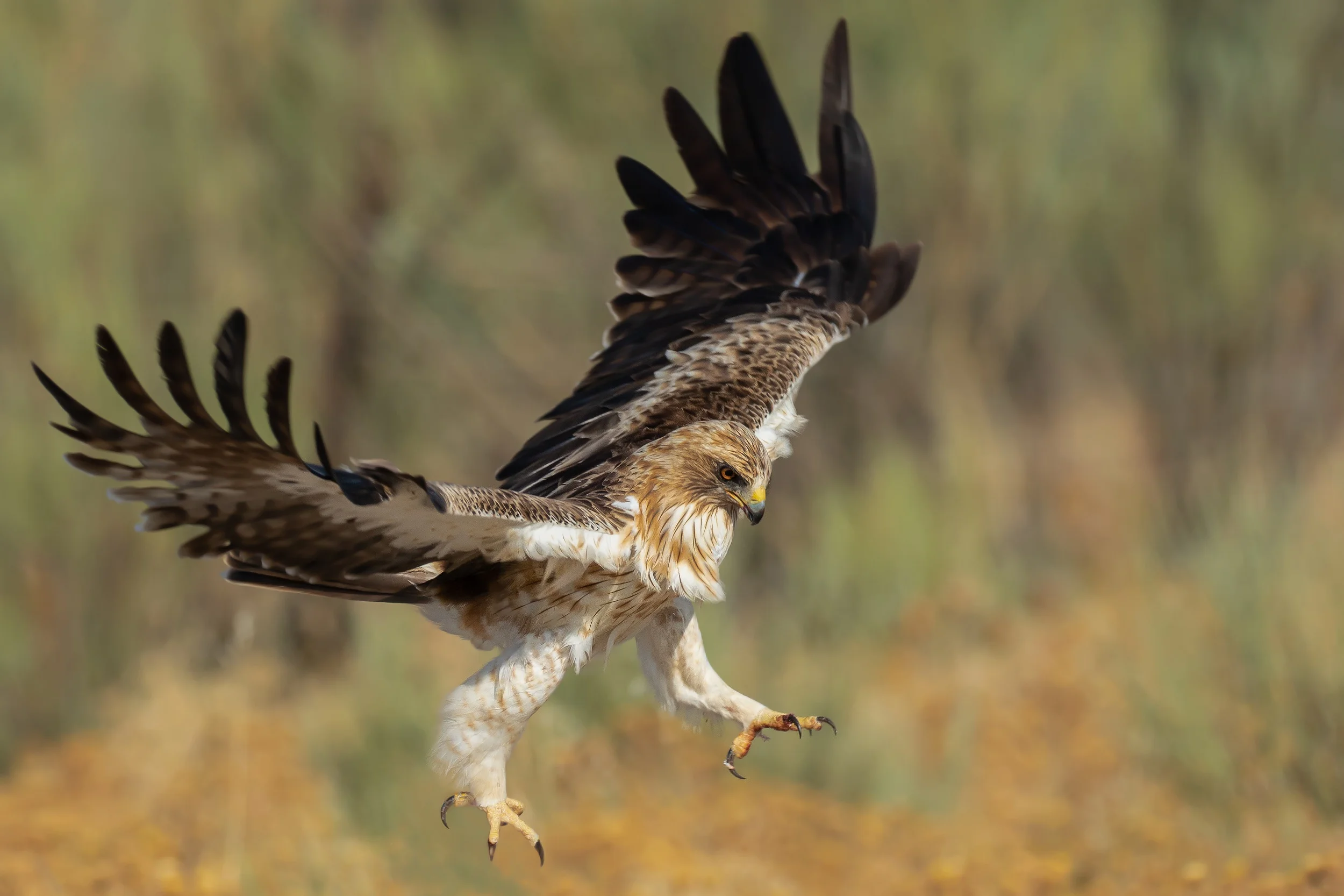 Booted Eagle 910 small.jpg