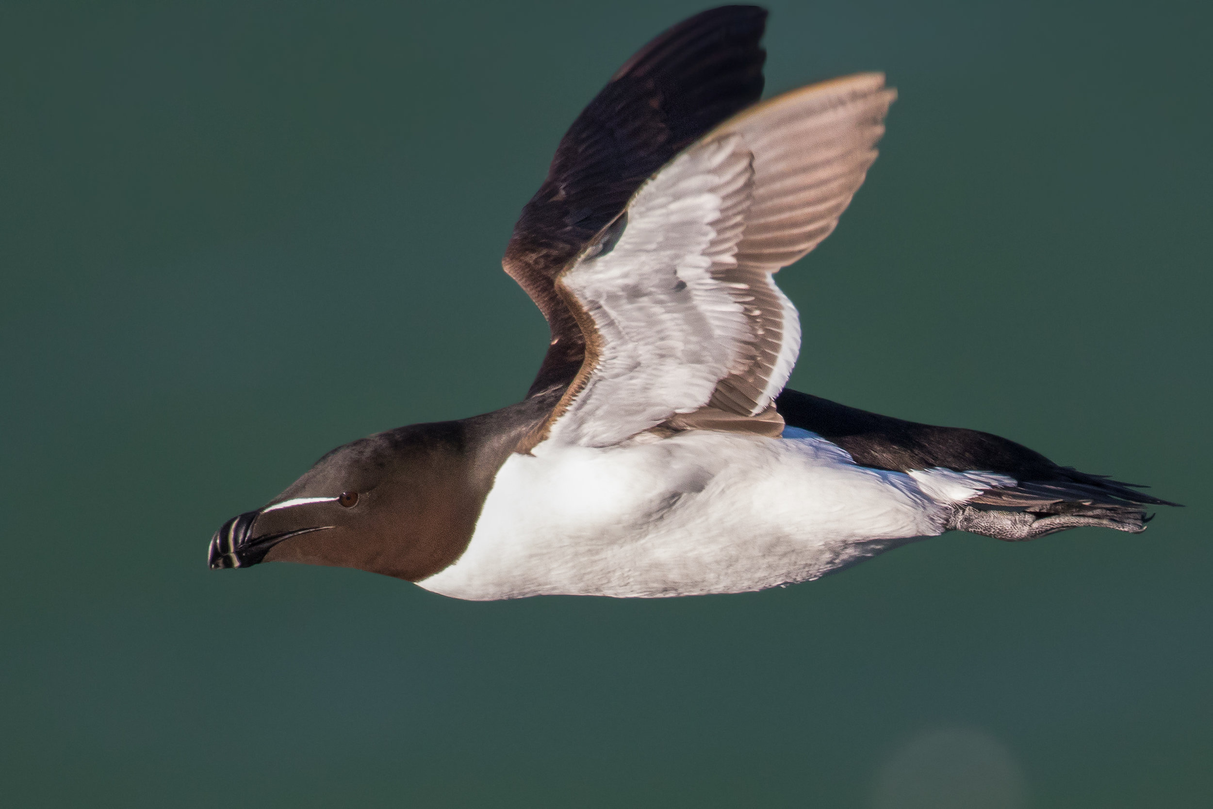 Razorbill (Alca torda)