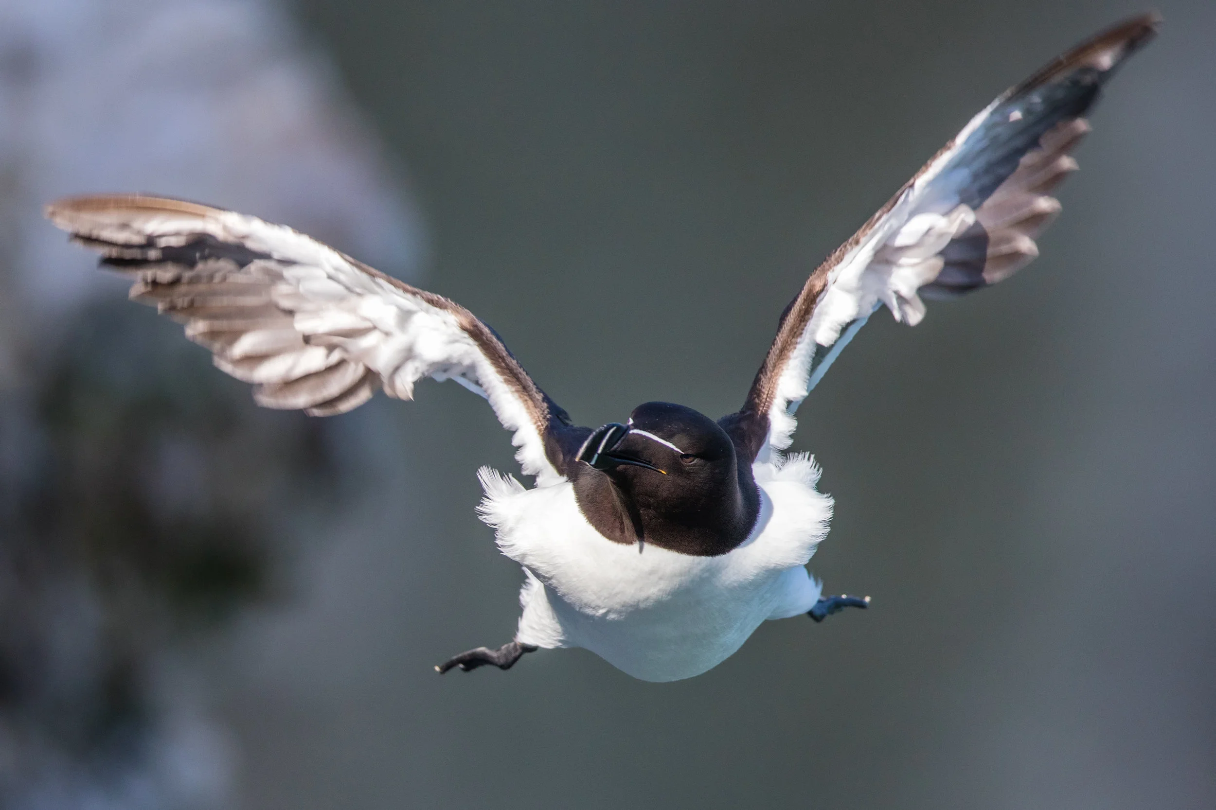 Razorbill (Alca torda)