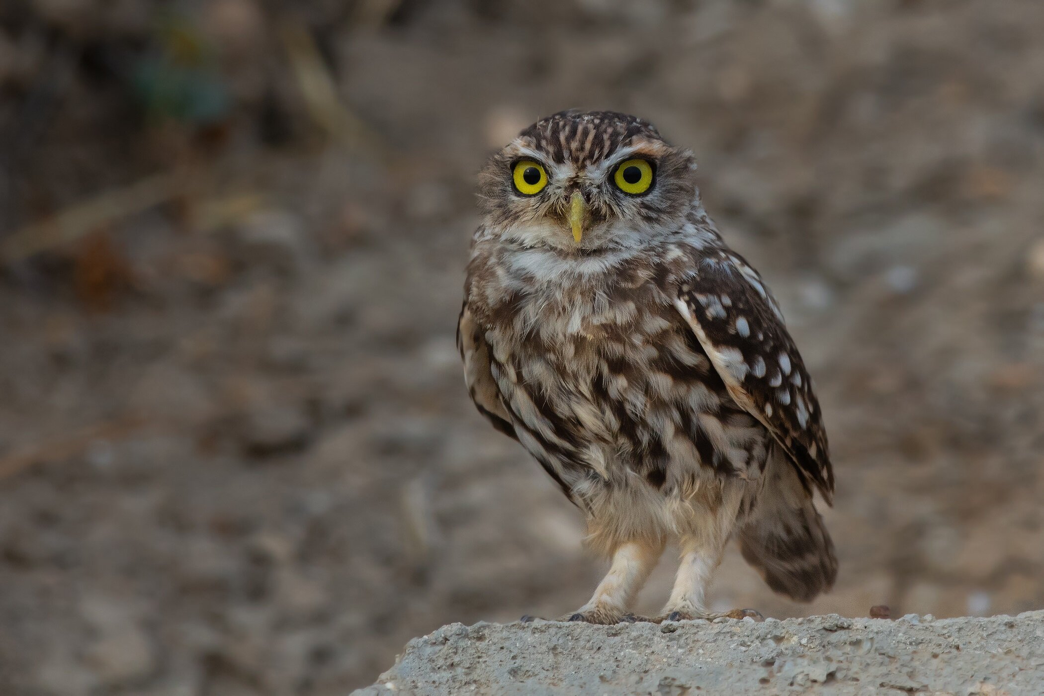 Little Owl (Athene noctua)
