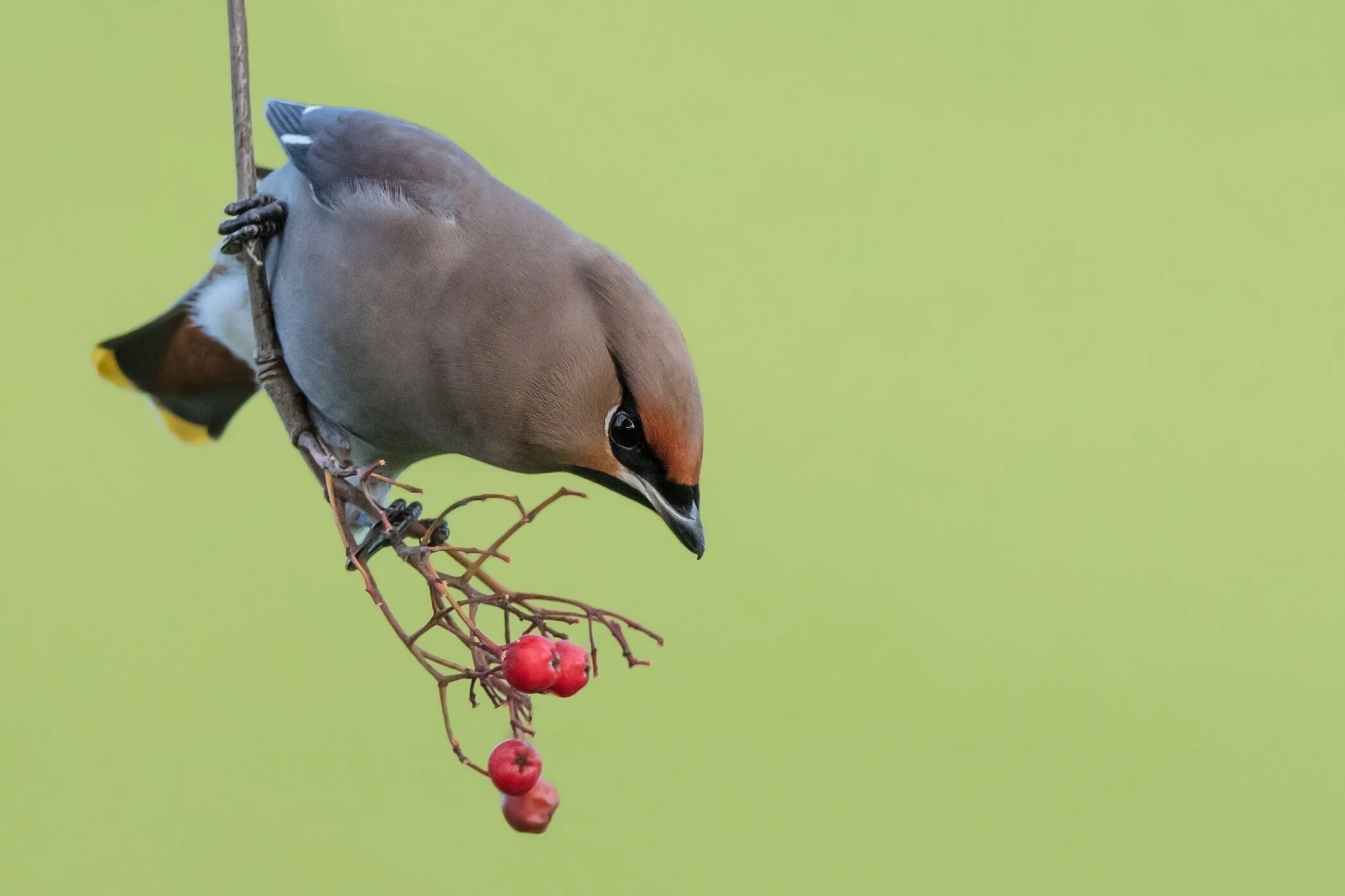 Waxwing (Bonbycilla garrulus)