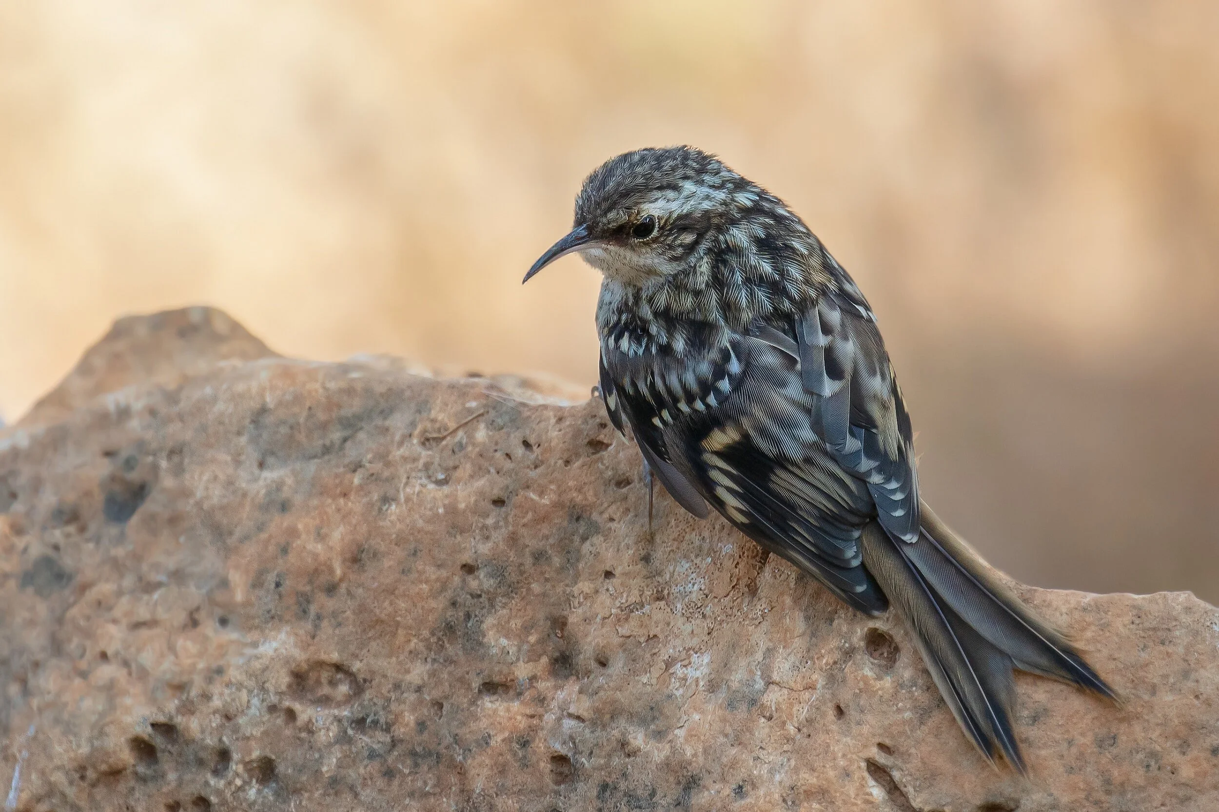 Treecreeper, short-toed (Certhia brachydactyla)