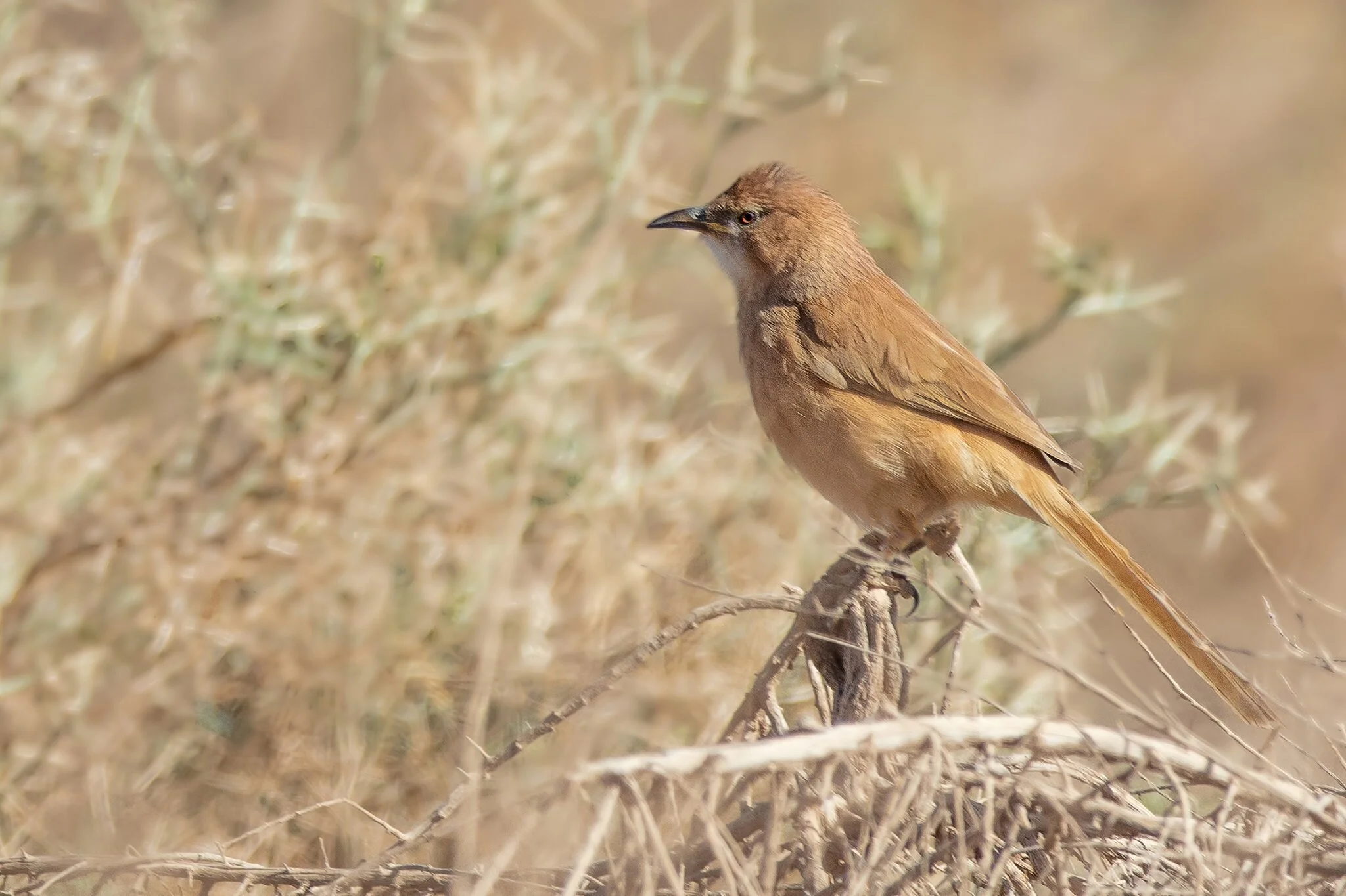 Fulvous Babbler (Turdoides fulva)