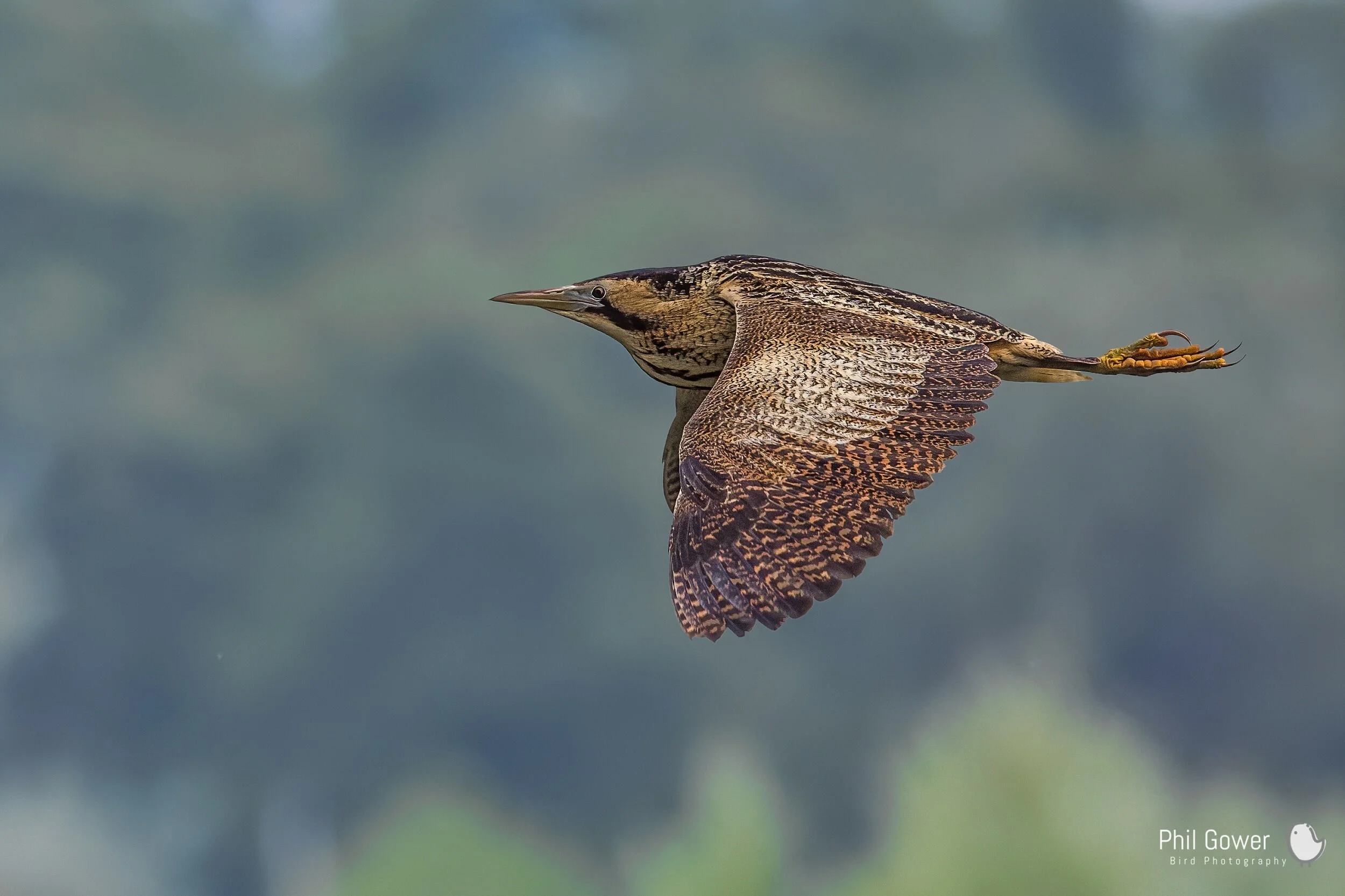 Bittern (Botaurus stellaris)