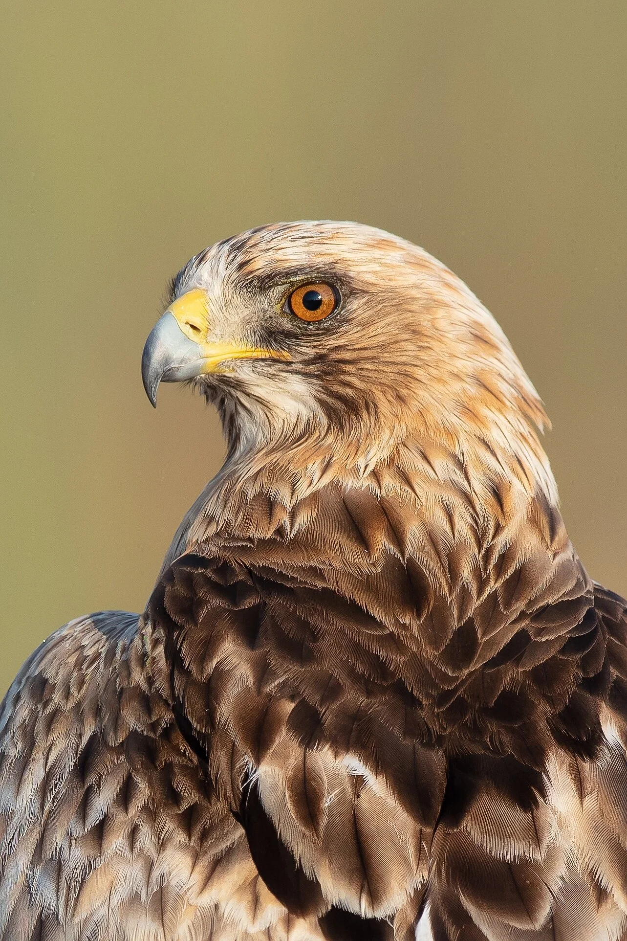 Booted Eagle (Aquila pennatus)