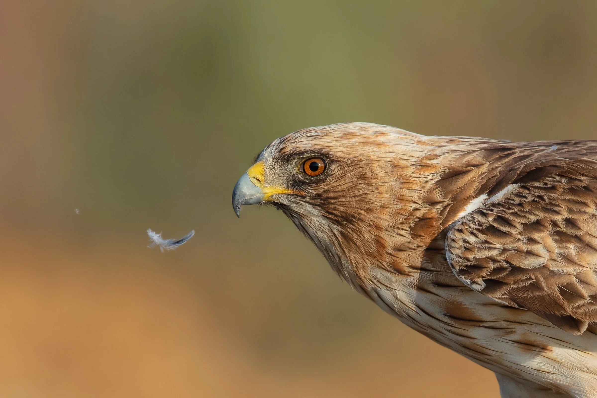 Booted Eagle (Aquila pennatus) (URN: 1131)