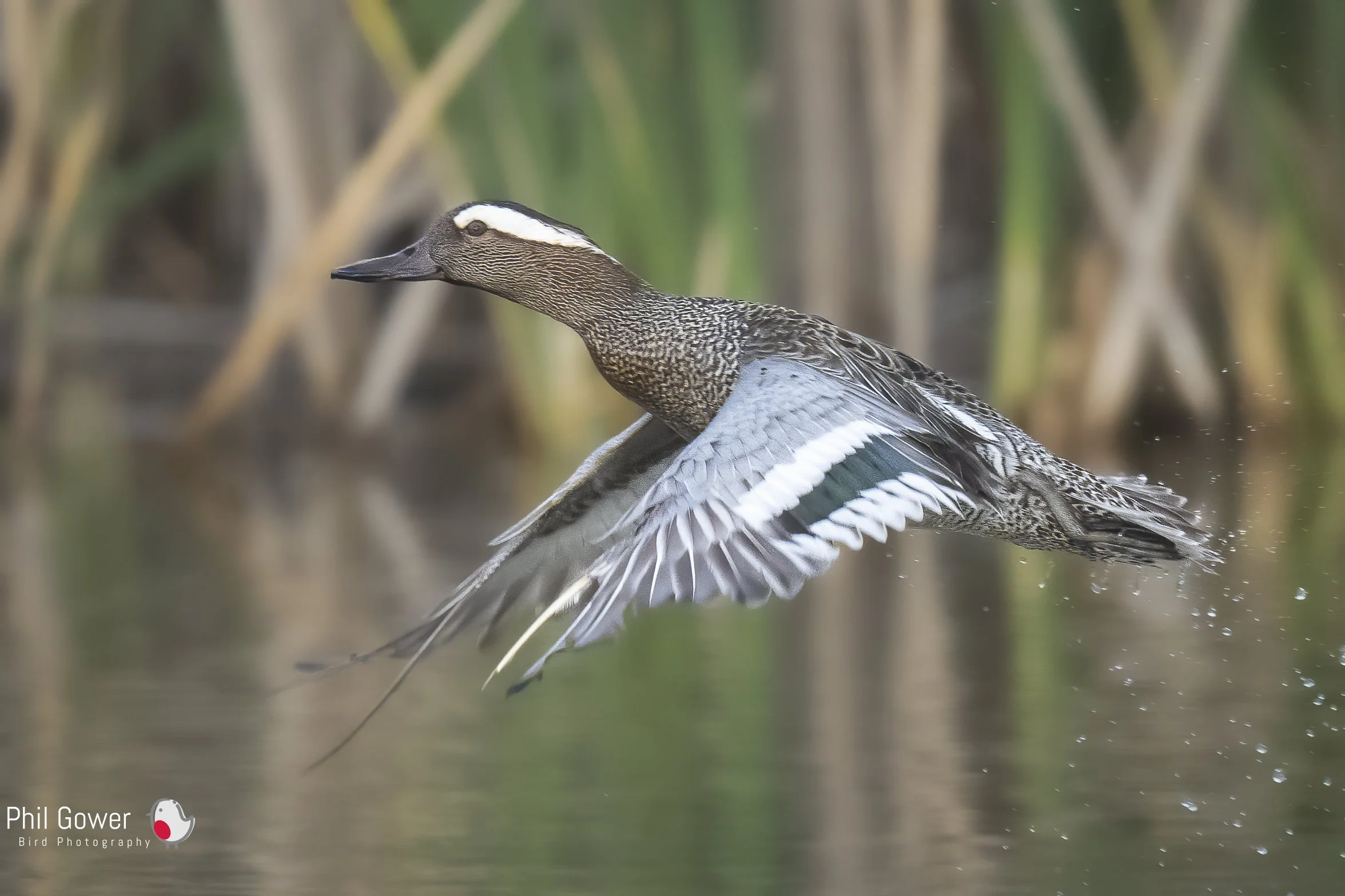 Garganey in Lesvos (URN: 2390)