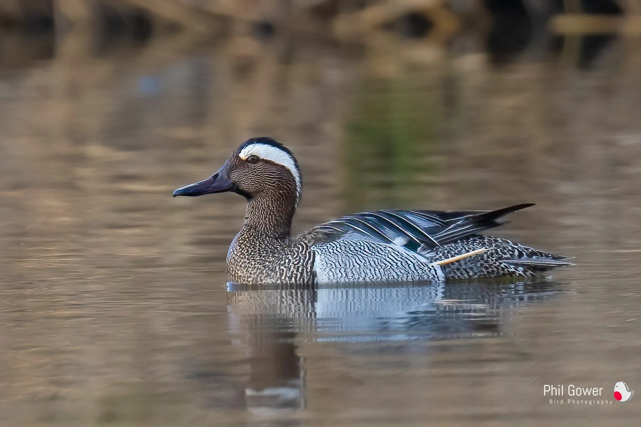 Garganey (URN: 2437) taken in Lesvos