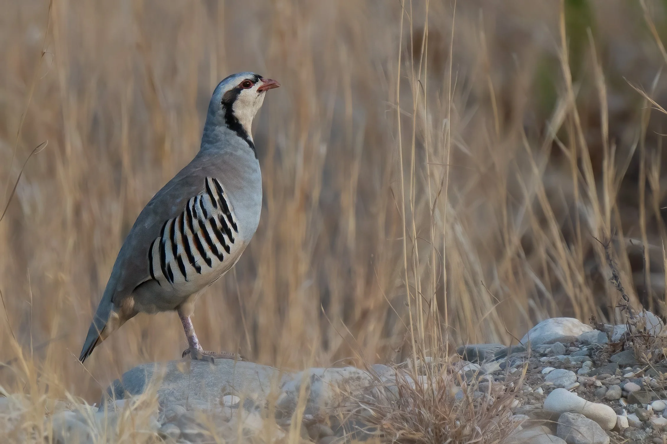 Chukar (URN: 1675)